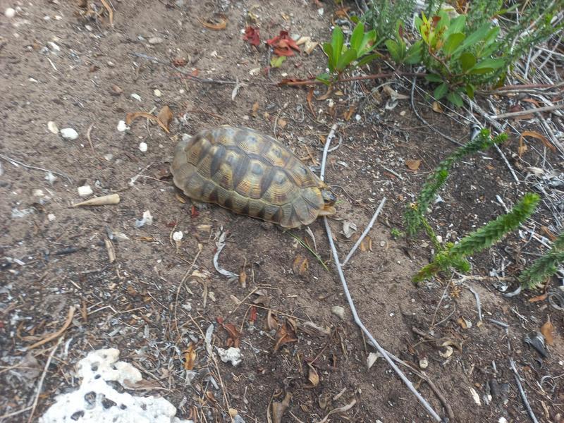 2 Bedroom Property for Sale in Wilderness Western Cape